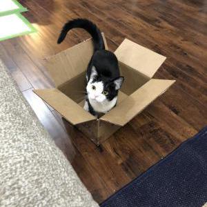 Lost Cat Scout
