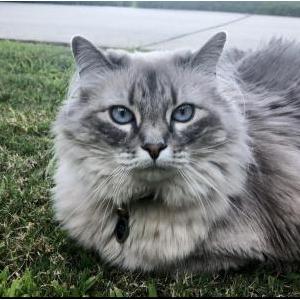Image of Winter, Lost Cat