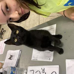 Lost Cat Mr. Handsome