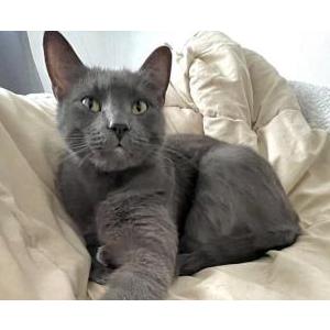 Lost Cat Elton Bleu