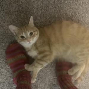 Lost Cat Olive