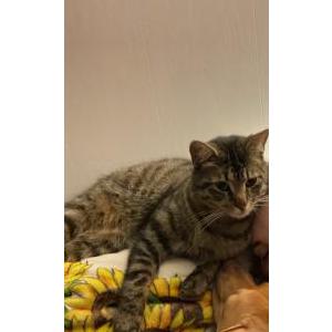 Lost Cat Macaroni (Mac)