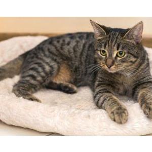 Lost Cat Jake