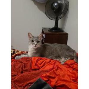 Lost Cat Nella