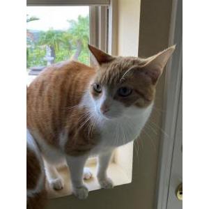 Lost Cat Tommy (TomTom)