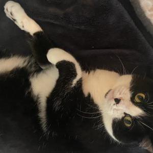 Lost Cat Mia