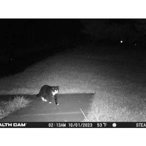 Lost Cat unknown