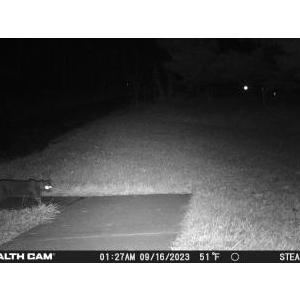 2nd Image of unknown, Lost Cat