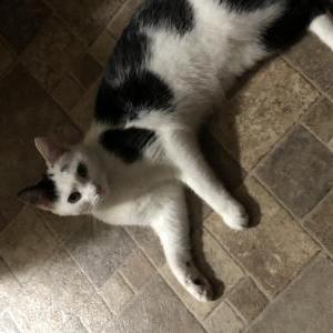 Lost Cat Moose
