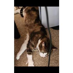 Lost Cat Bean
