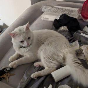 Lost Cat Casper