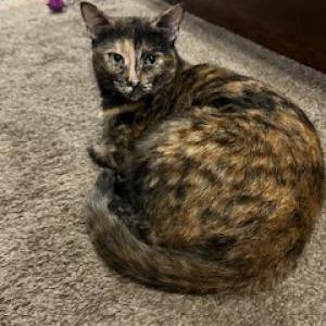 Image of Autumn, Lost Cat