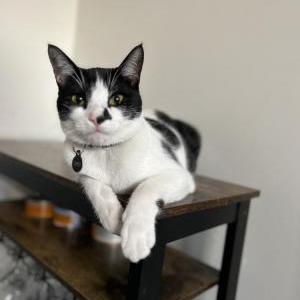 Lost Cat Lupito