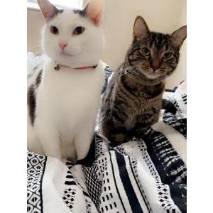 Lost Cat Jade