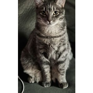 Lost Cat Lily