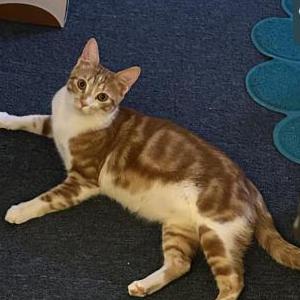 Image of Xiao di, Lost Cat