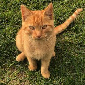 Lost Cat Jasper-4 mo orange t