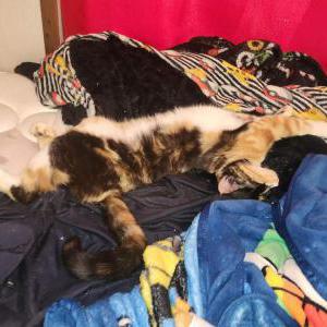 Image of Mittens p, Lost Cat