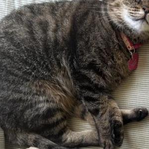 Image of Purrmione, Lost Cat