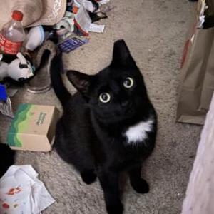 Lost Cat Zoso