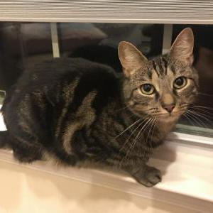 Lost Cat Leonidas