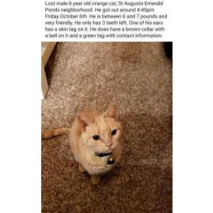 Lost Cat Hamilton