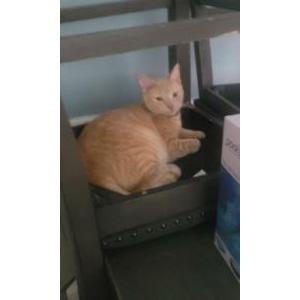 Lost Cat Kitty