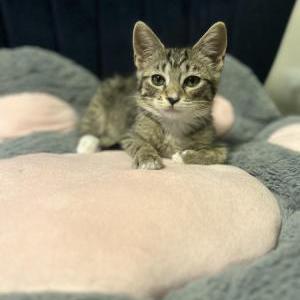 Image of Toast, Lost Cat