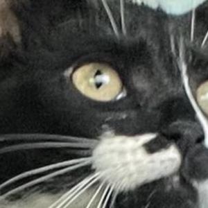 Lost Cat sophie