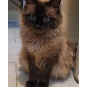 Lost Cat Mishka