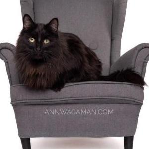 Lost Cat Jiji