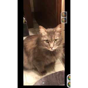 Lost Cat Mojo