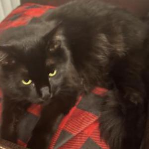 Lost Cat Luci