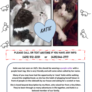 Lost Cat Katie