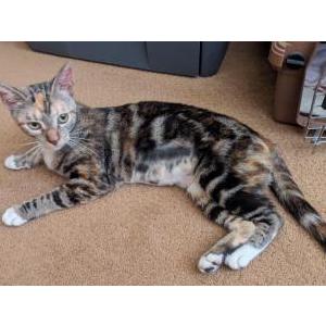 Lost Cat Lyra