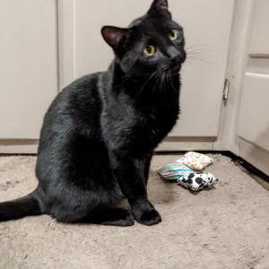 Lost Cat Monday