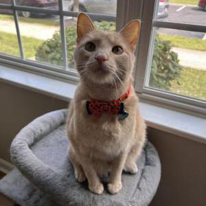 Lost Cat Zealand