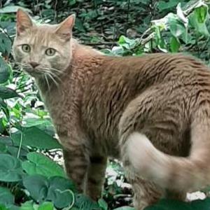 Lost Cat Legolas