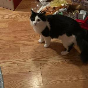 Lost Cat Doobie