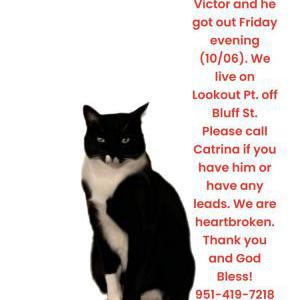 Lost Cat Victor