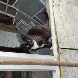Lost Cat Gallagher