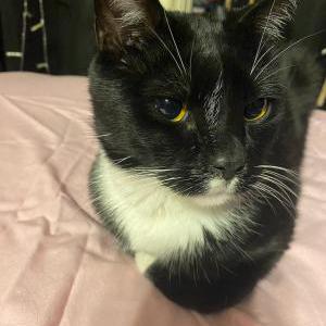 Lost Cat Salem