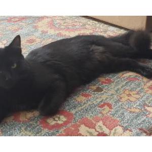 Lost Cat Vasya