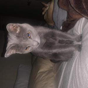 Lost Cat Minx