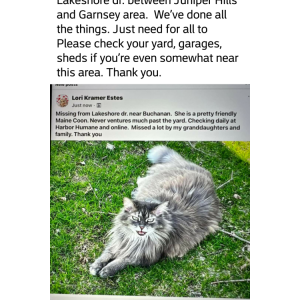 Lost Cat Meso