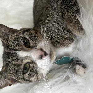 Lost Cat Miss Socks