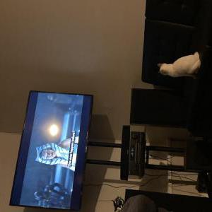 Lost Cat Ahsoka