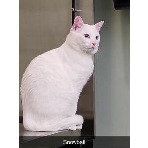 Lost Cat Snowball