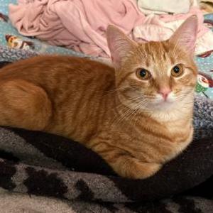 Lost Cat Nacho