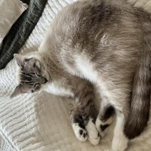 Lost Cat Desmond
